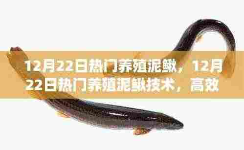 12月22日热门养殖泥鳅技术揭秘,高效可持续的泥鳅养殖业新趋势