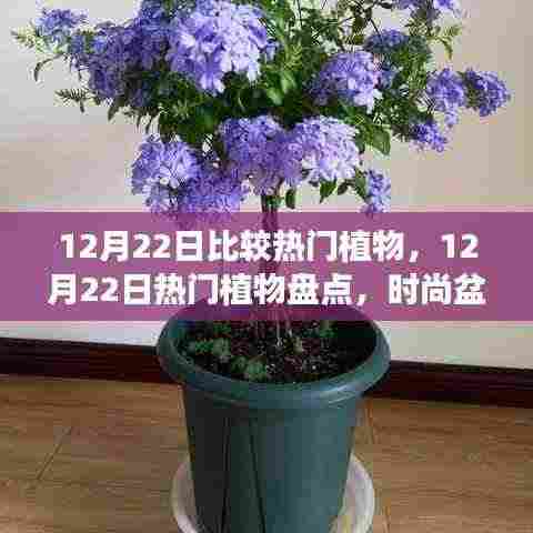 12月22日热门植物大盘点,时尚盆栽与节日花卉选购指南