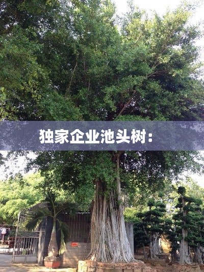 独家企业池头树: