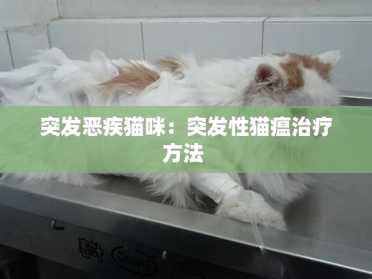 突发恶疾猫咪：突发性猫瘟治疗方法 