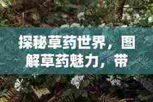 探秘草药世界,图解草药魅力,带你领略自然疗愈之力