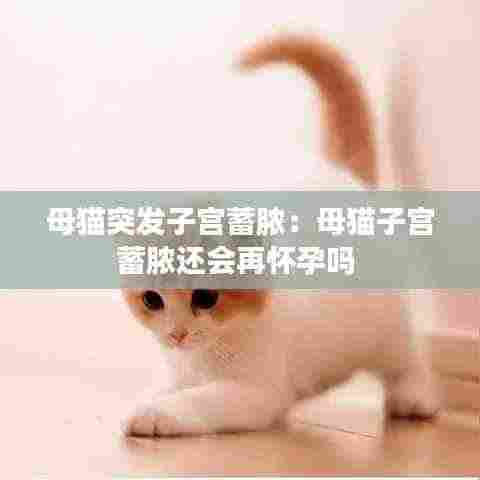 母猫突发子宫蓄脓：母猫子宫蓄脓还会再怀孕吗 