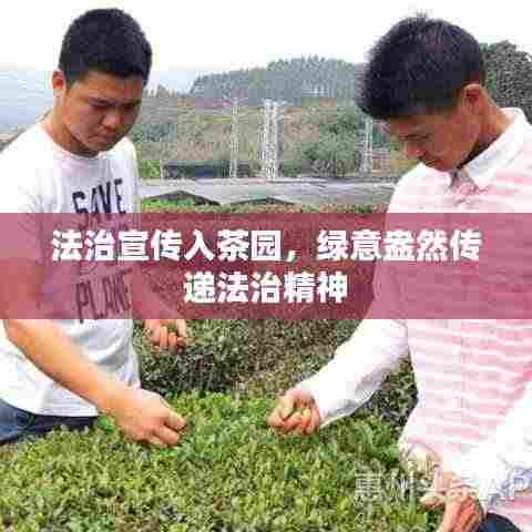 法治宣传入茶园，绿意盎然传递法治精神