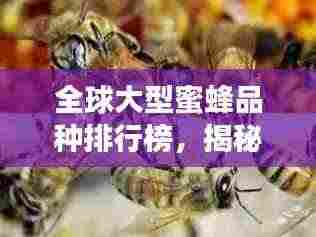 全球大型蜜蜂品种排行榜，揭秘顶级蜜蜂的壮丽世界！