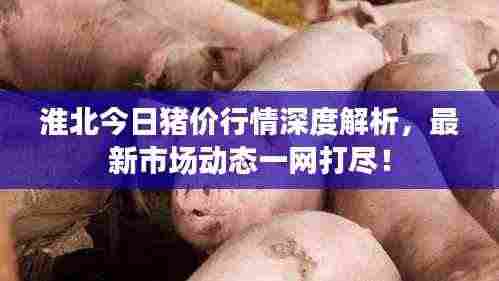 淮北今日猪价行情深度解析，最新市场动态一网打尽！