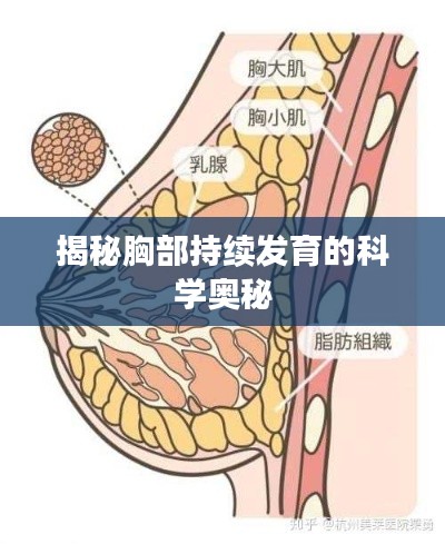 揭秘胸部持续发育的科学奥秘