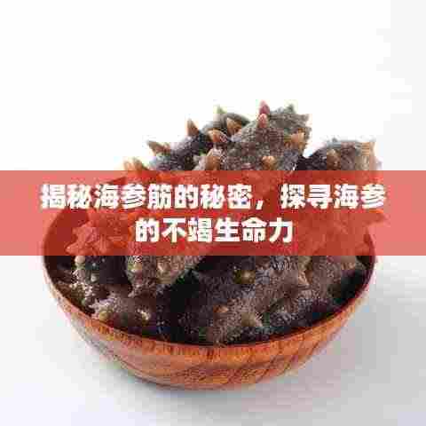 揭秘海参筋的秘密,探寻海参的不竭生命力