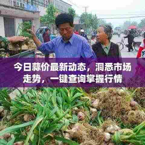 今日蒜价最新动态,洞悉市场走势,一键查询掌握行情