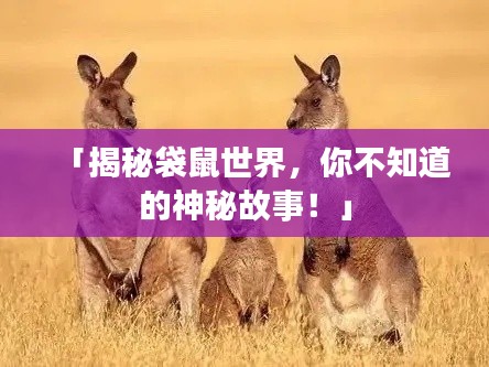 「揭秘袋鼠世界，你不知道的神秘故事！」