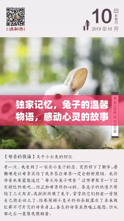 独家记忆，兔子的温馨物语，感动心灵的故事